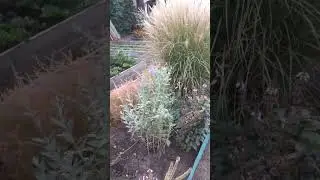 Злаки в осеннем цветнике.