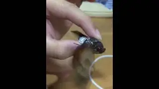 Cicada wings in slow motion