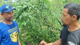 Sulosyon sa tag init kahit elninyo may kita 12k per week sa sitaw palang😲