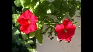My video. Цветы на домашнем участке.
