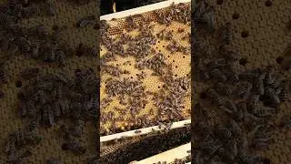 осмотр семей ,в период роения пчёл 