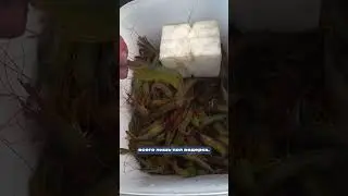 Shrimp fishing. Chilim fishing on Sakhalin