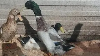 How to Sex Indian Runner Ducks