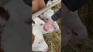 Ферма Олега Сироты.