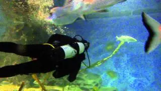 swimming with Sharks-2