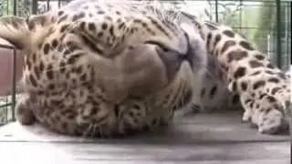 Леопард в восторге от ласки