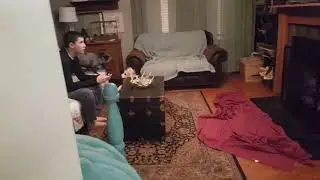 pet red fox playing chase with Bentley the Great Pyrenees pup