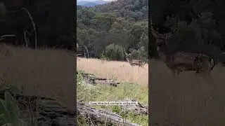 Fallow buck under 10 metres walk past hunters.