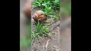 Её не дождались.