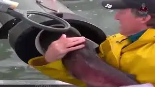 шапалах