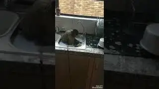 Обезьяна моет посуду😄
