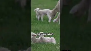 Interesting Facts About Lambs