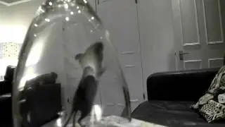 mouse in the house