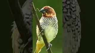 Scaly-breasted Munia (Lonchura punctulata)
