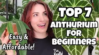 Top 7 Easy & Affordable Anthurium for Beginners!! 🌿 best way to start your collection 🖤