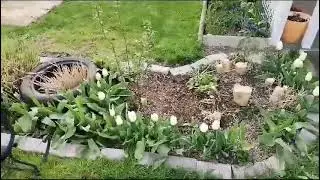 На Даче в Апреле, что цветёт и растет 😉