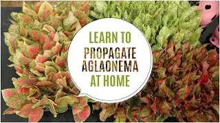 Learn how to Propagate Aglaonema at Home | Aglaonema Plant Propagation