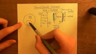 Short hairpin RNA (ShRNA) Part 1