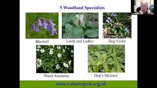 Spring Wildflower Identification