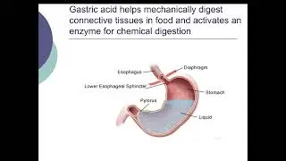 Lesson 2 The Digestive System and Ozempic