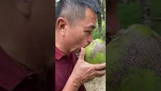 Pandan wangi Suger manis #pandanwangi