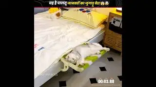 यह है पालतू जानवरों का जुगाड़ू बेड!😱🤯