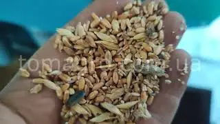 Вибропневмостол ВПСЗ-6,5 с системой аспирации. Продукт испытания: пшеница.