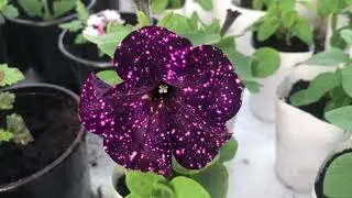 ОБЗОР РАССАДЫ 🌹🌸🌺