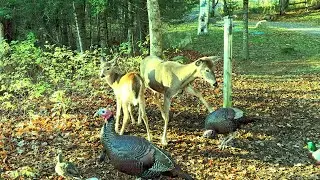 Turkey Pecking at the Deer’s Toes 🦃🦶🦌