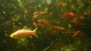 Deep Ocean Heinenoord 2