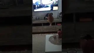 ОТ любви ДО ненависти ОДИН ШАГ )) СМЕШНЫЕ КОТЫ 😹