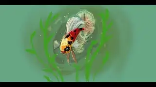 Koi Betta -a quick betta drawing