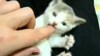 Le Chaton le plus mignon