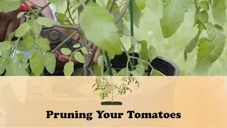 Pruning Your Tomatoes | Let's Grow Stuff