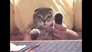 Нюшка под музыку