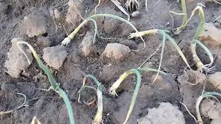 Август пиёз кучатлари экилишдаги муаммолар