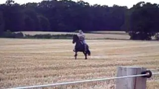 Friese Techniek K. im Galopp mit Frank