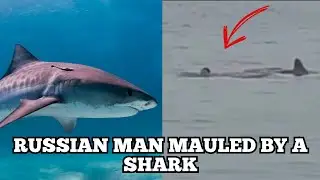 Russian Man Mauled By A Tiger Shark 🦈