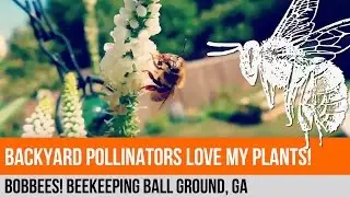 Bobbees! Beekeeping - My Backyard Pollinators