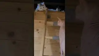 Федька обиделся и ушел жить на чердак #доброеутро #cat #тихон #котыприколы #федя #смешныекоты