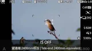 OM-1 Mark II & M.ZUIKO DIGITAL ED 150-600mm F5.0-6.3 IS＋MC-20_2400mm相当の5軸シンクロ手ぶれ補正【OM SYSTEM公式】