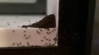 Ants in my freezer