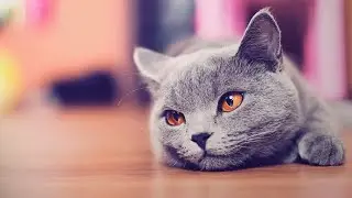 Funny animals 😃 Cats and dogs 👼