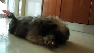 Dangerous Shih Tzu !