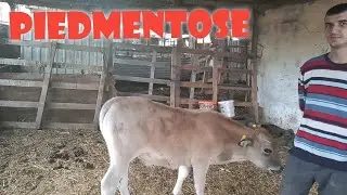 BU İŞTE PARA VAR /PİEDMENTOSE F2 LERİMİZ BUZAĞILIKTAN CIKTI BÜYÜDÜLER.  