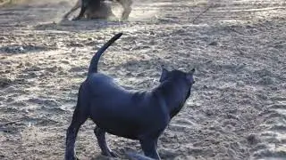 Cane Corso’s play rough