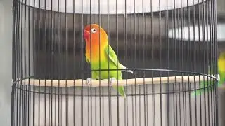 Lovebird Pancingan auto gacor dan ngekek, lovebird kicau pagi