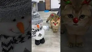 Смешной кот понял что он стал оленем на Новый год