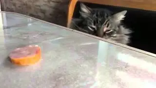 Кот не удержался