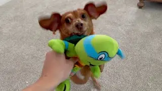 TMNT Leo Dog Toy! HobbyFlappy Tears up Teenage Mutant Ninja Turtle